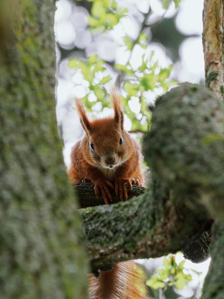 A curious red squirrel pauses on a tree branch in Berlin's lush urban forest.